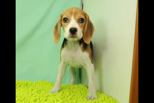 成約済の栃木県のビーグル-50552の2枚目